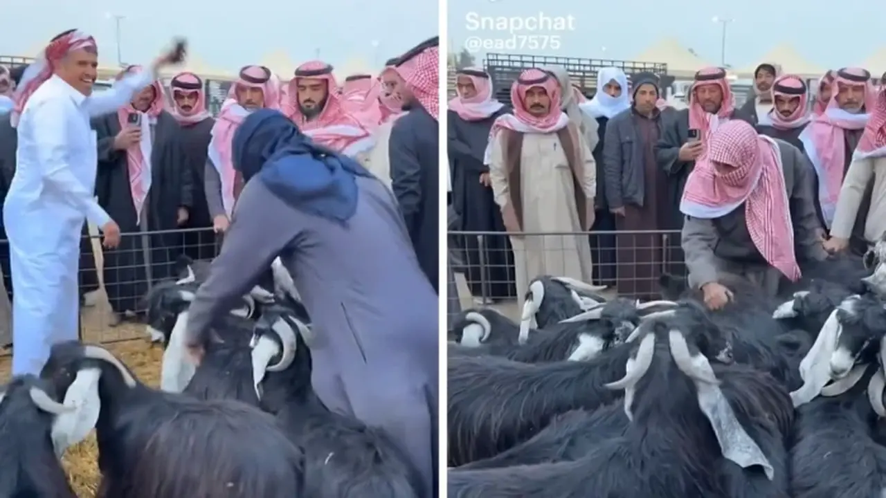 أسعار قياسية.. مقطع فيديو لبيع التيوس بالقصيم يثير جدلاً واسعاً بالسعودية